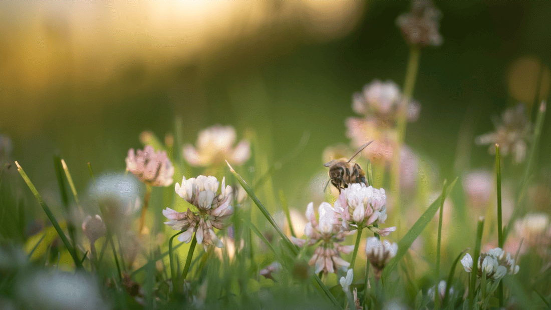 Image d'illustration de l'actualité Nos objectifs climat sont officiellement validés par la SBTi !
